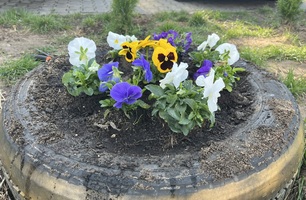 IMG_3930.JPEG
