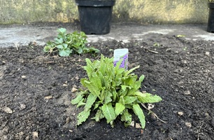 IMG_3946.JPEG